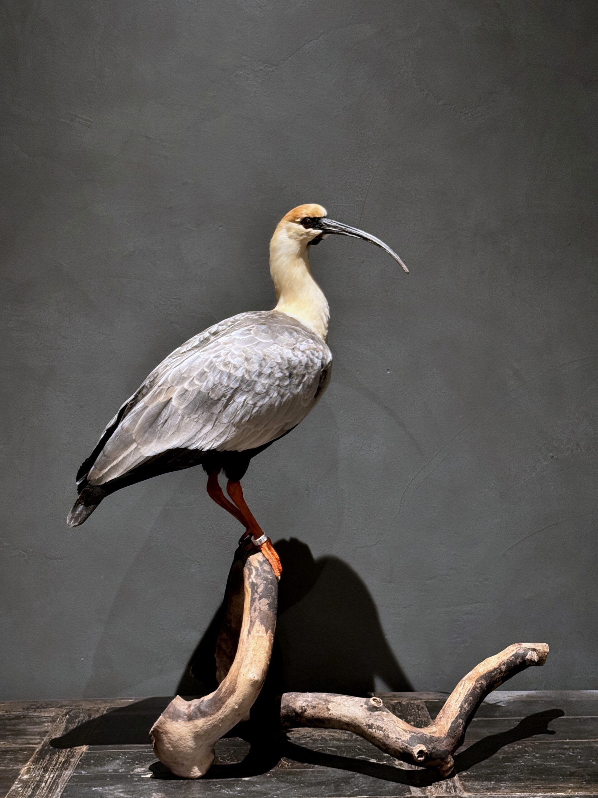 Opgezette zwartmasker ibis.