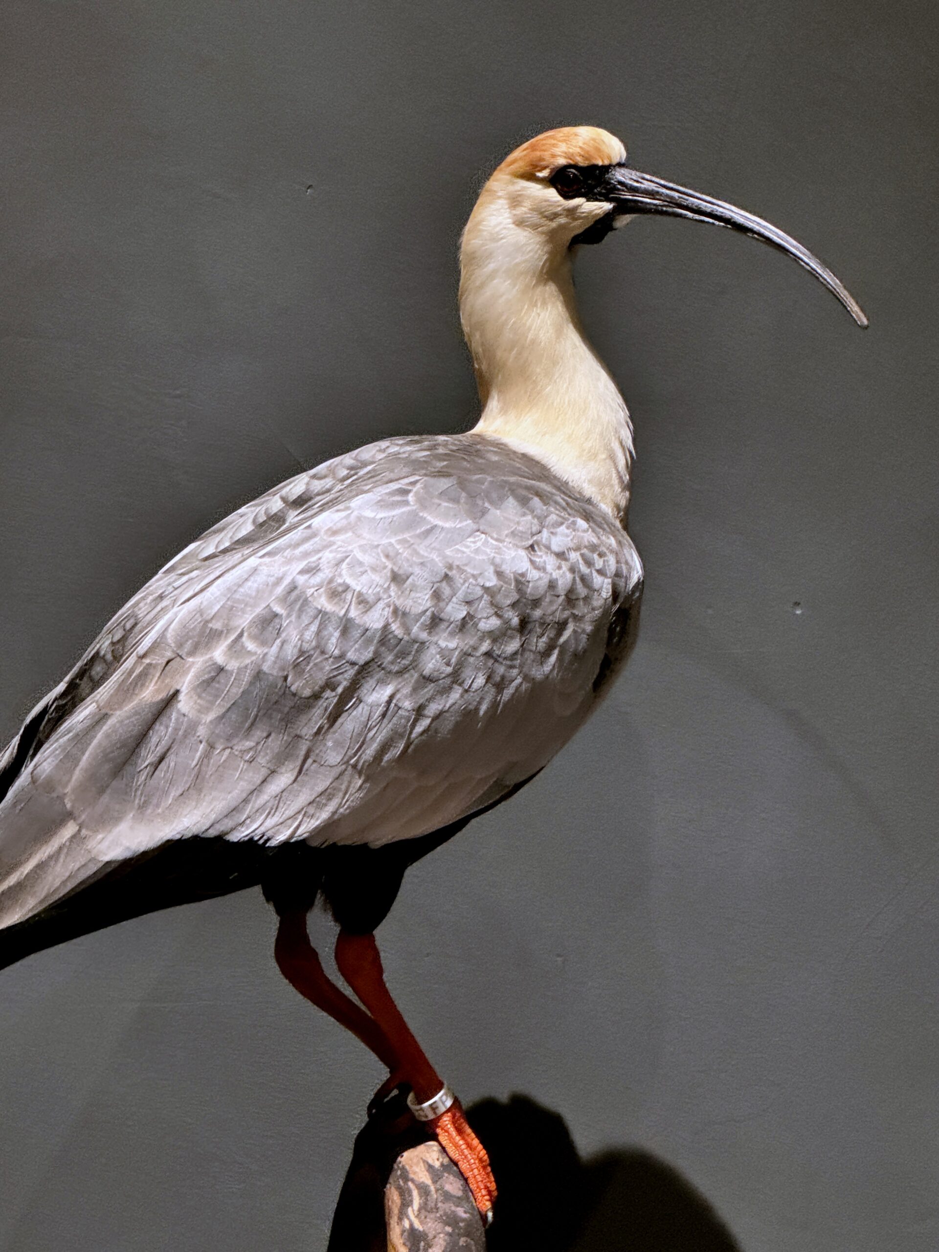 Opgezette zwartmasker ibis.