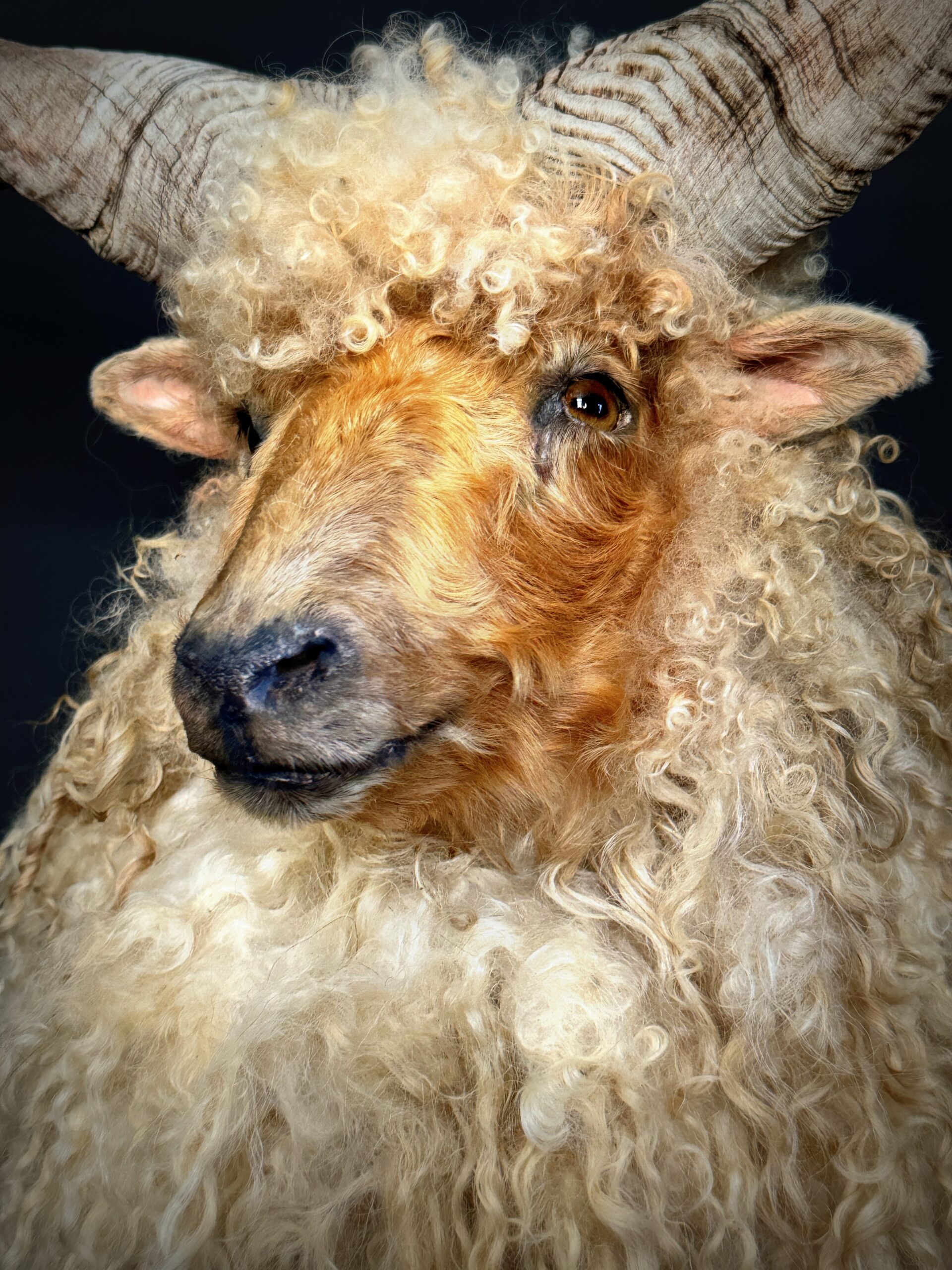 Mounted head of a Racka sheep