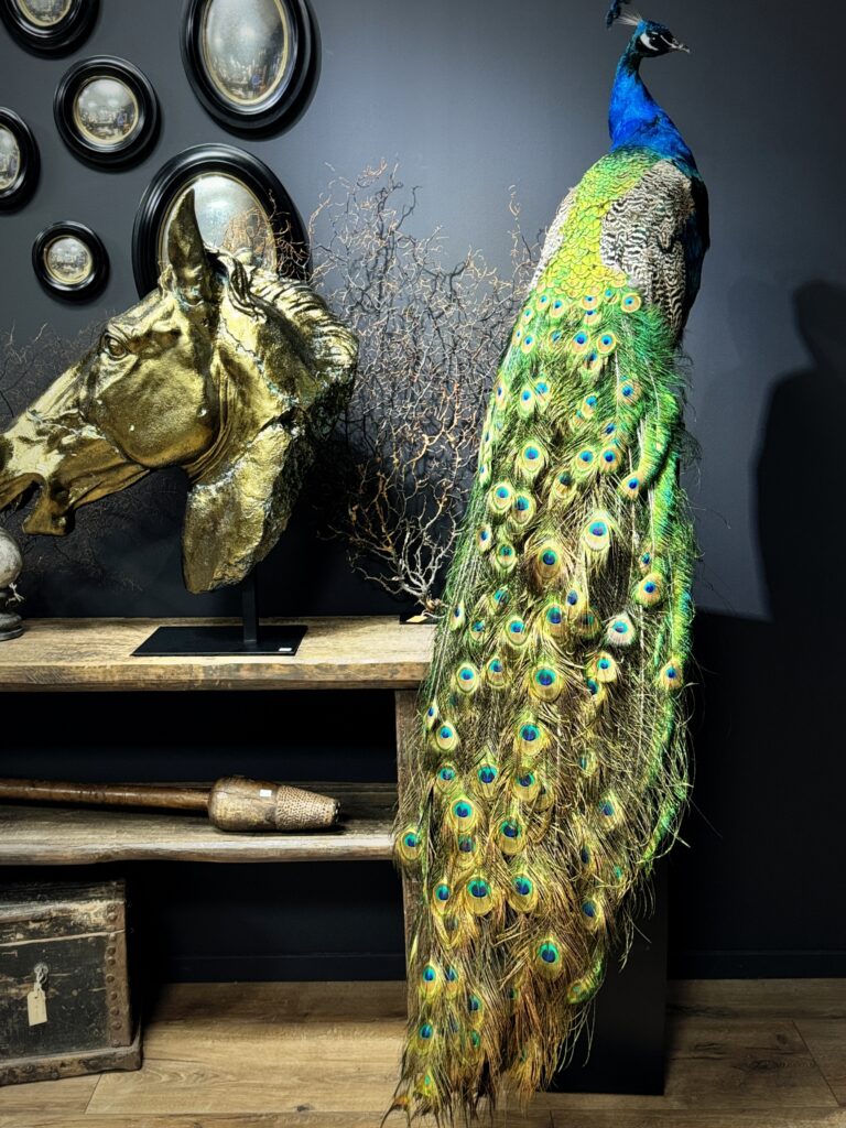 Pfau taxidermie