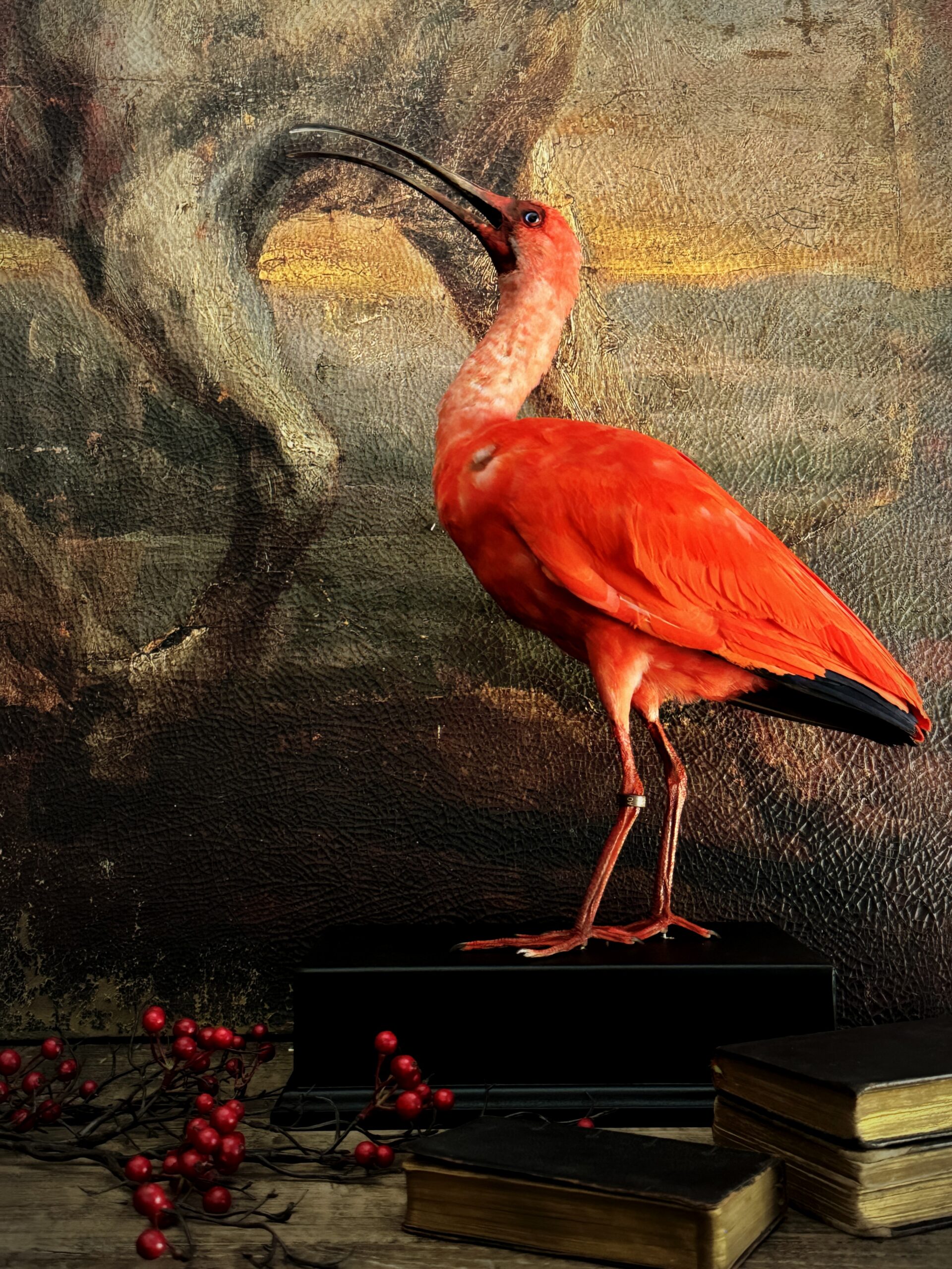 Taxidermie rode ibis