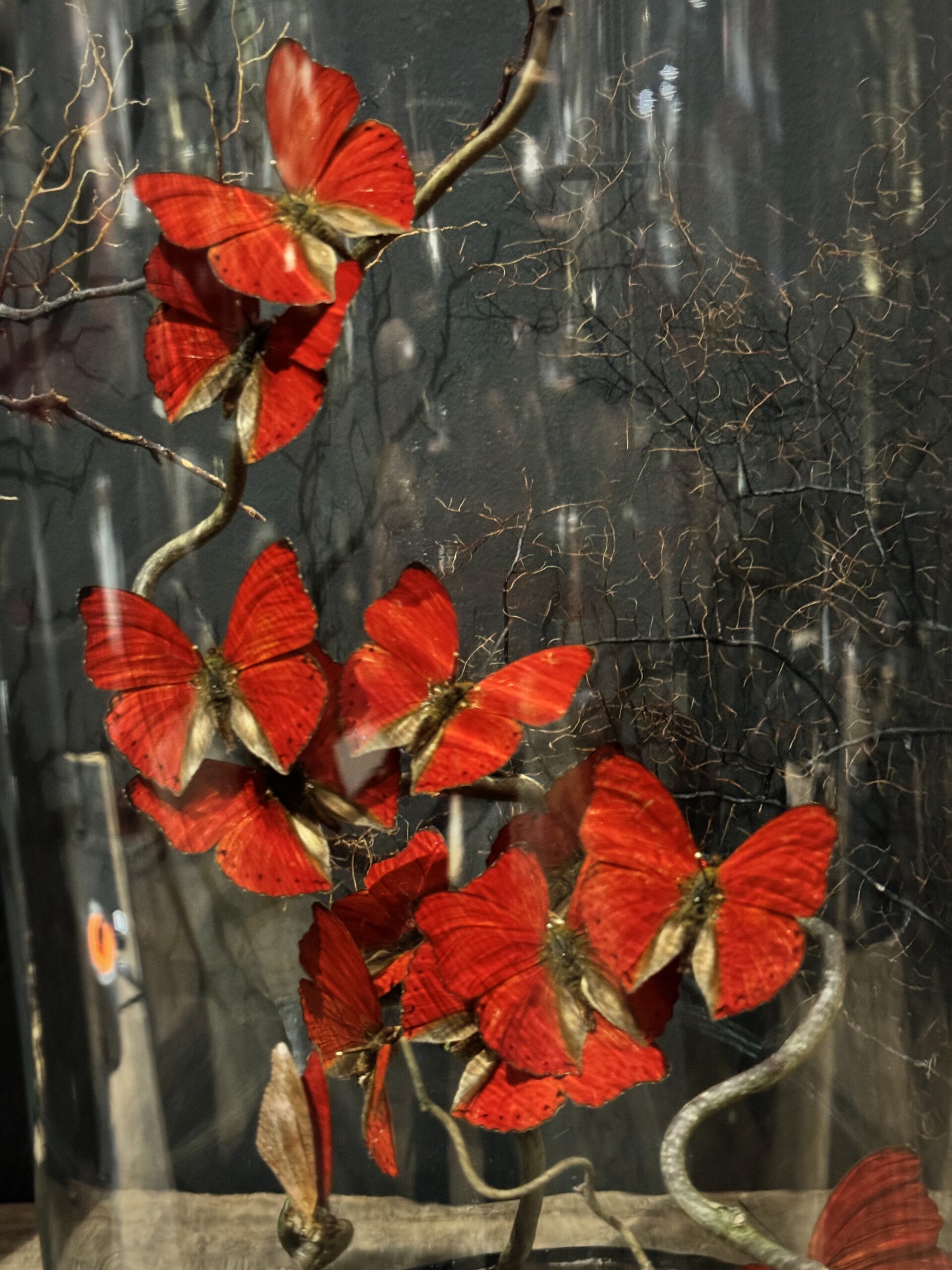Antieke stolp met rode vlinders