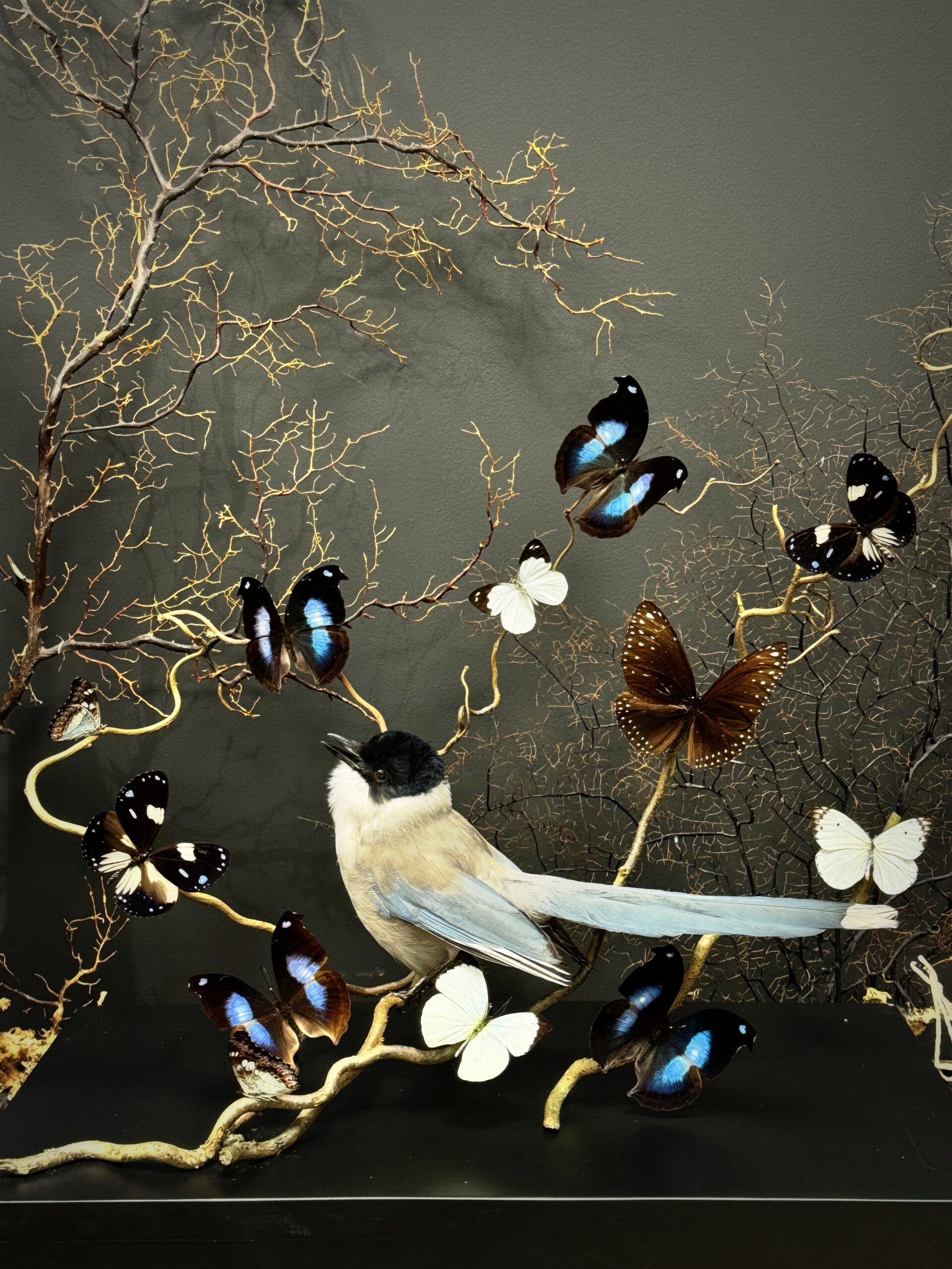 Glazen vitrine met vlinders en blauw ekster