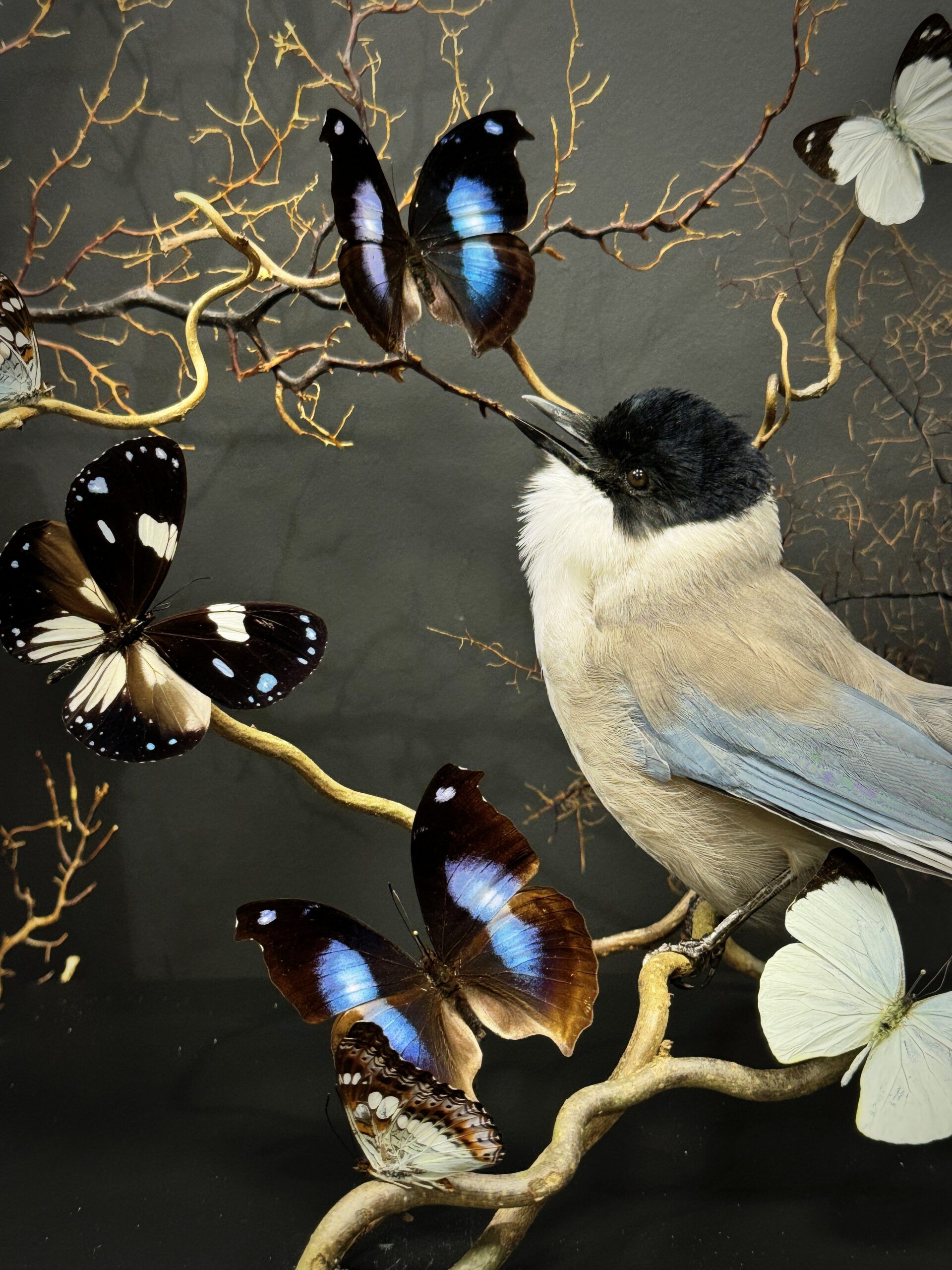 Glazen vitrine met vlinders en blauw ekster
