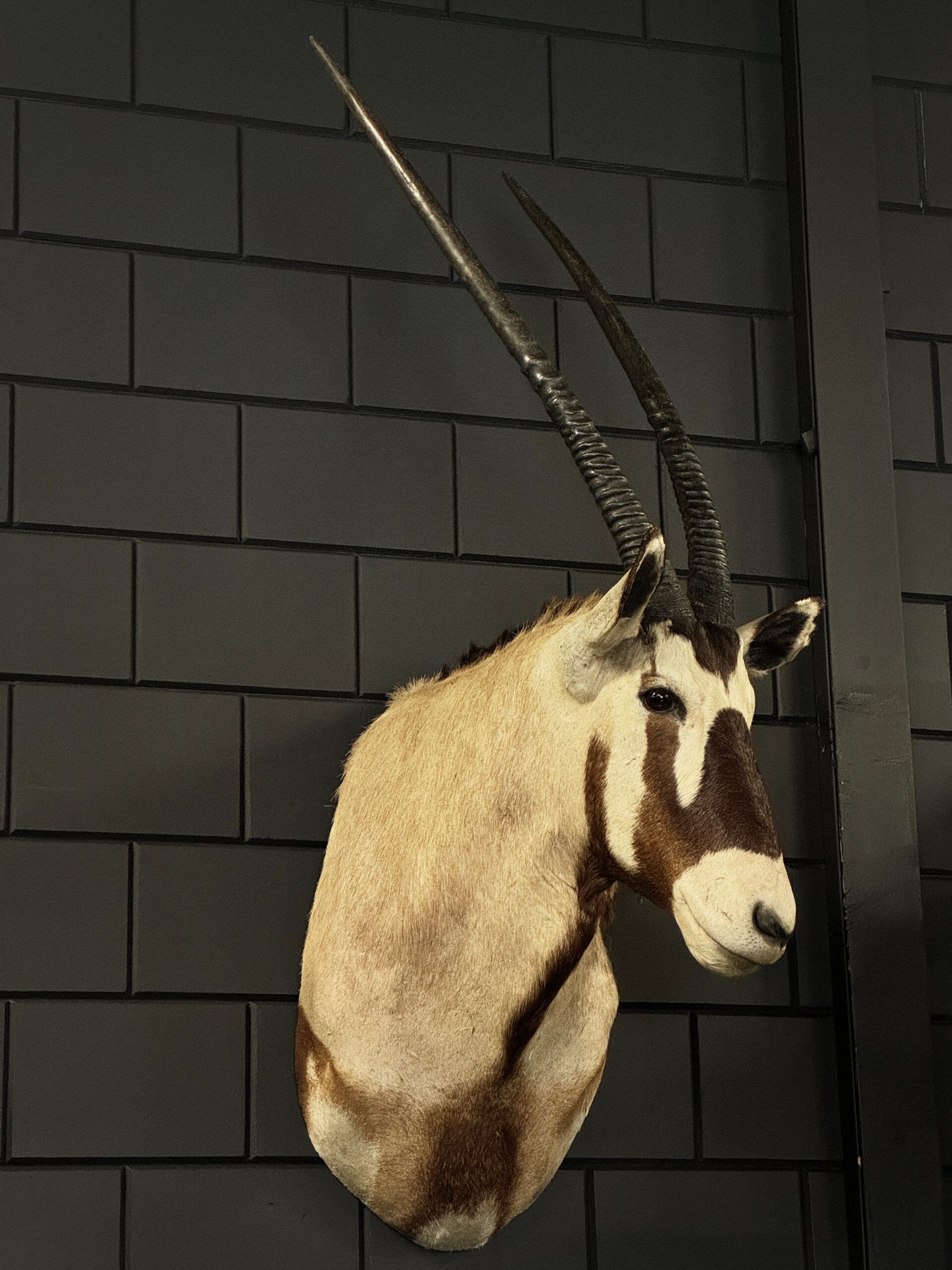 Opgezette kop van een Oryx