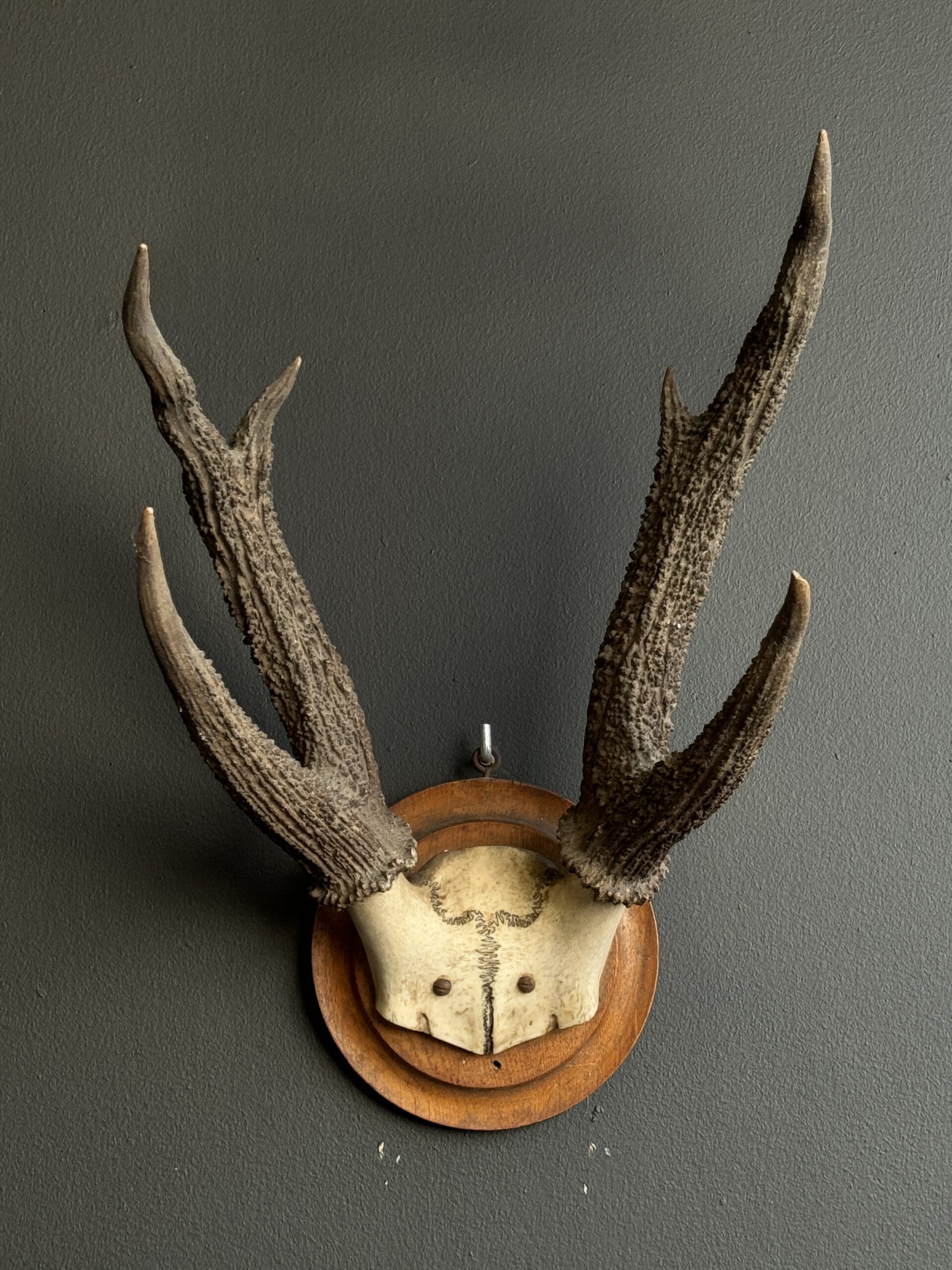 Eland antelope Skull