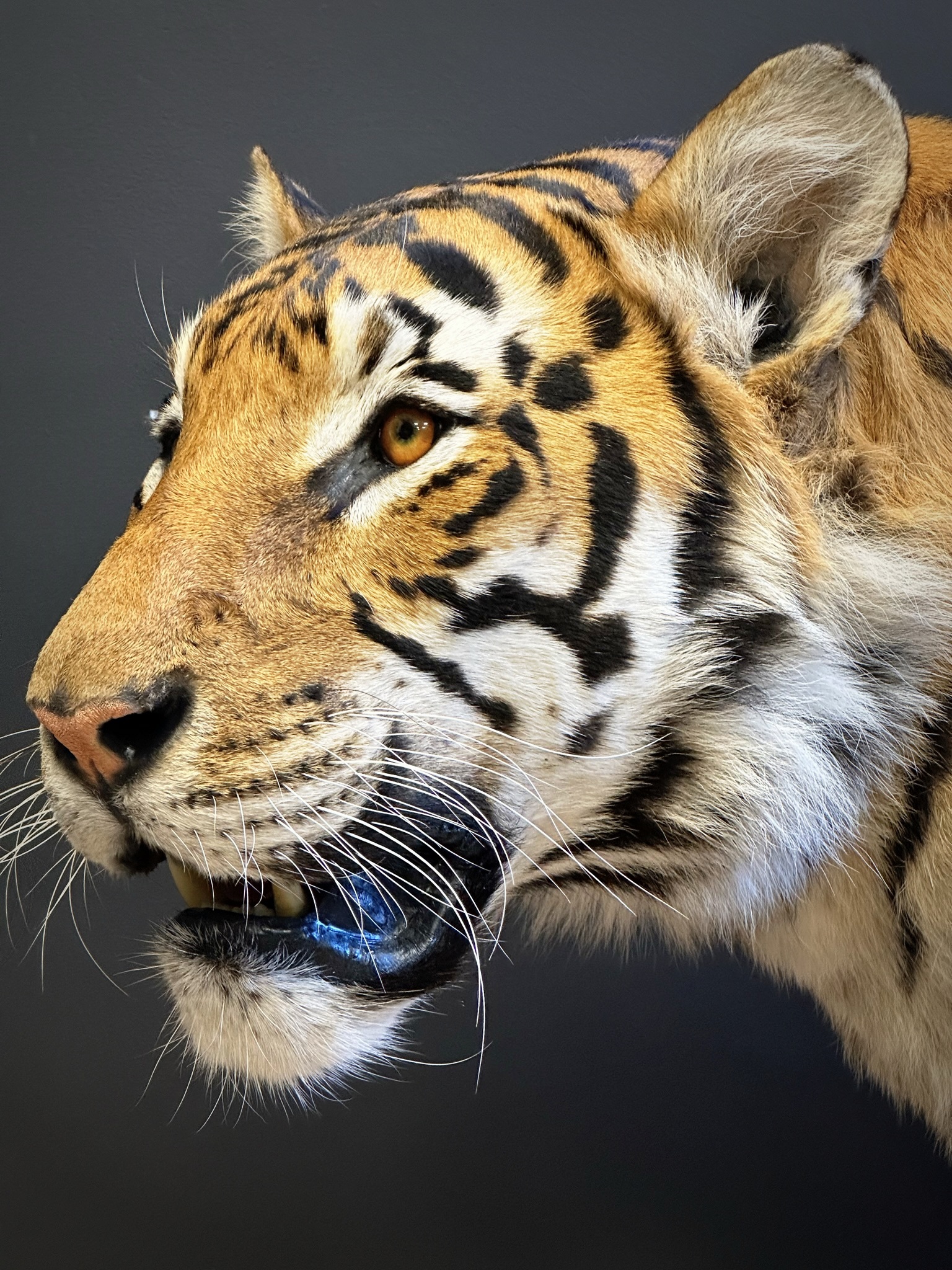 Taxidermie Tiger