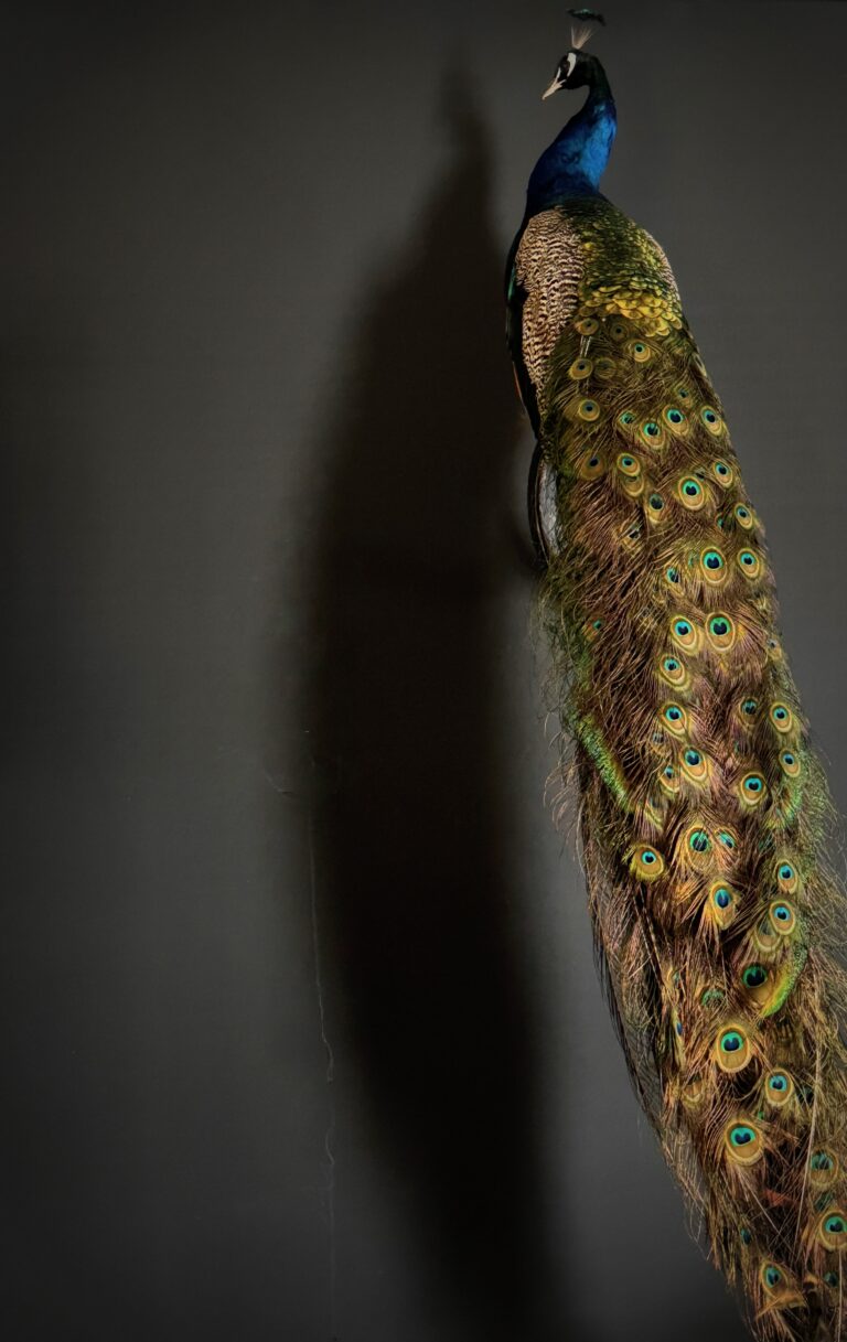 Taxidermie Pfau Wandmodell