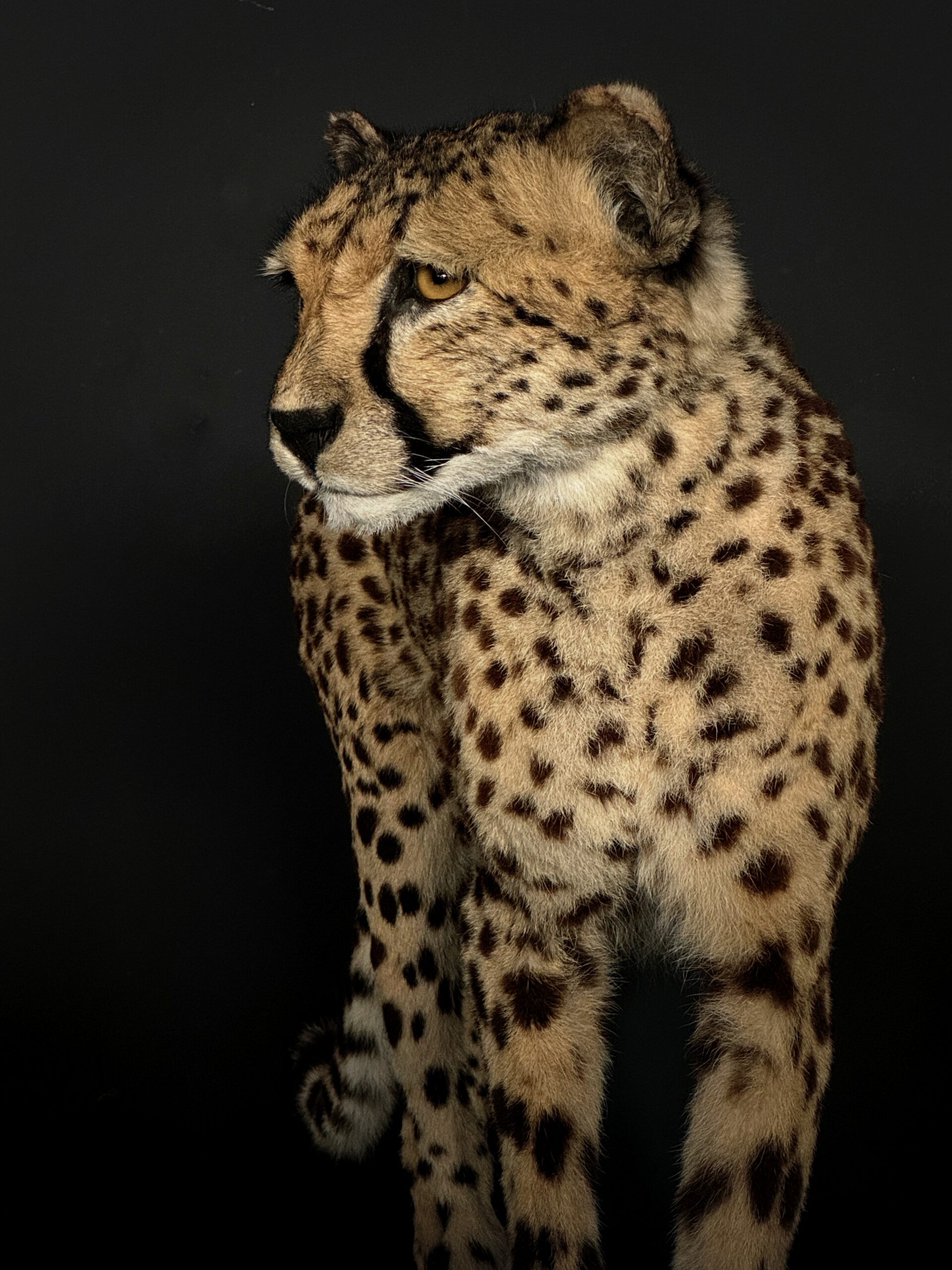 Recent opgezette Cheetah, Jachtluipaard