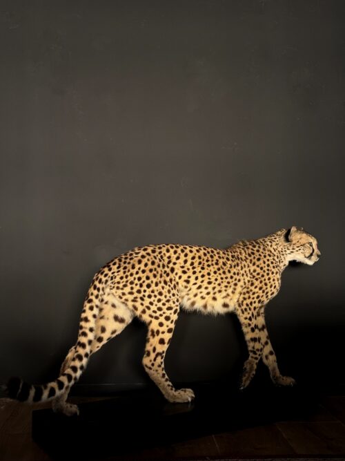 Recent opgezette Cheetah, Jachtluipaard