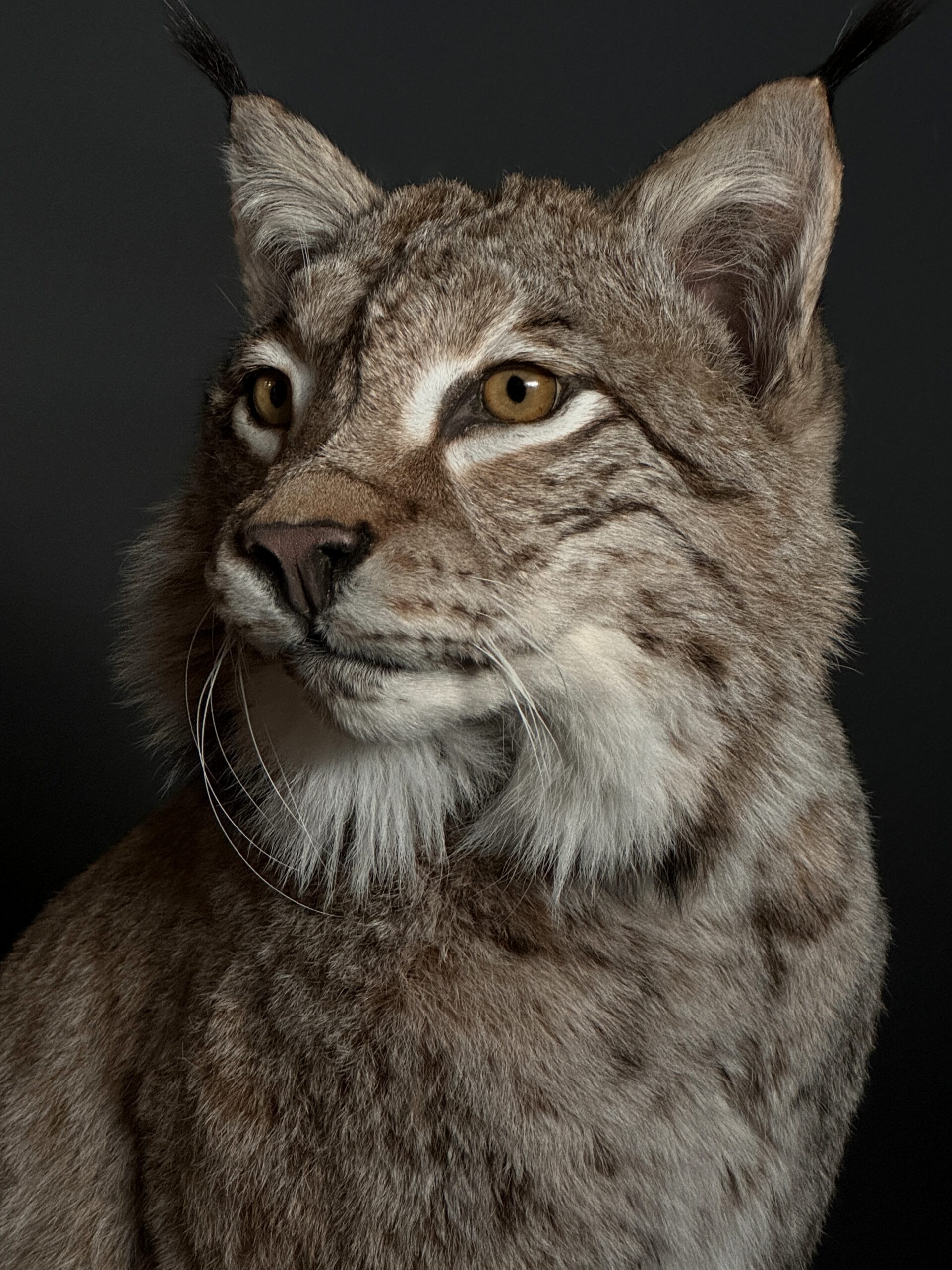 Europese Lynx