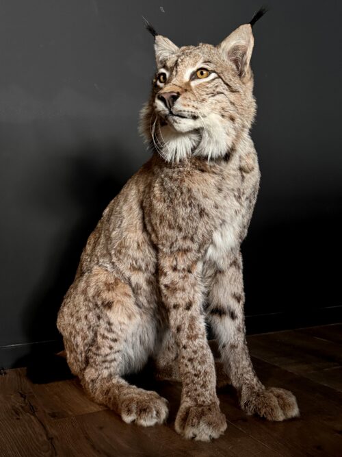 Europese Lynx