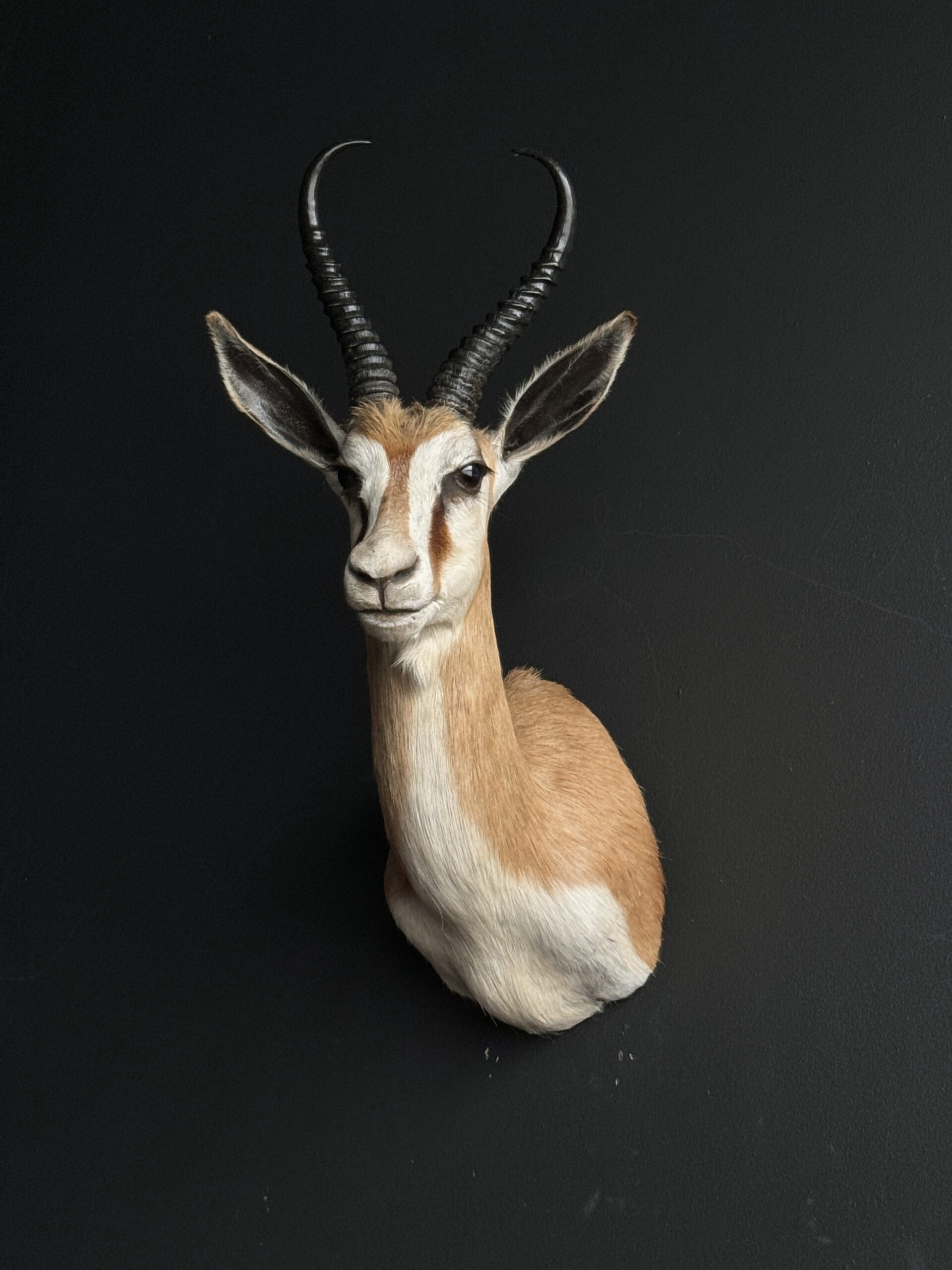 Opgezette springbok