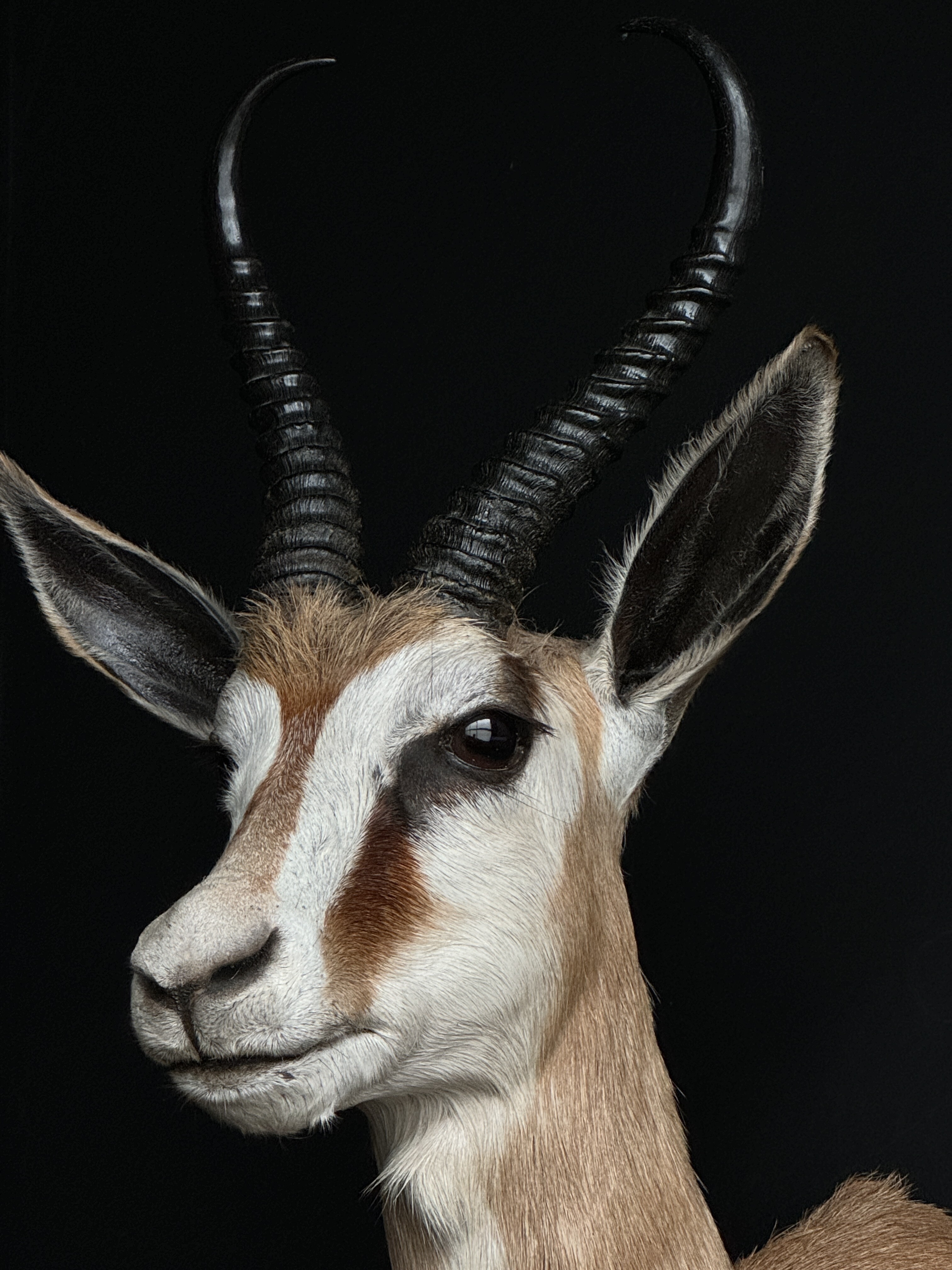 Opgezette springbok