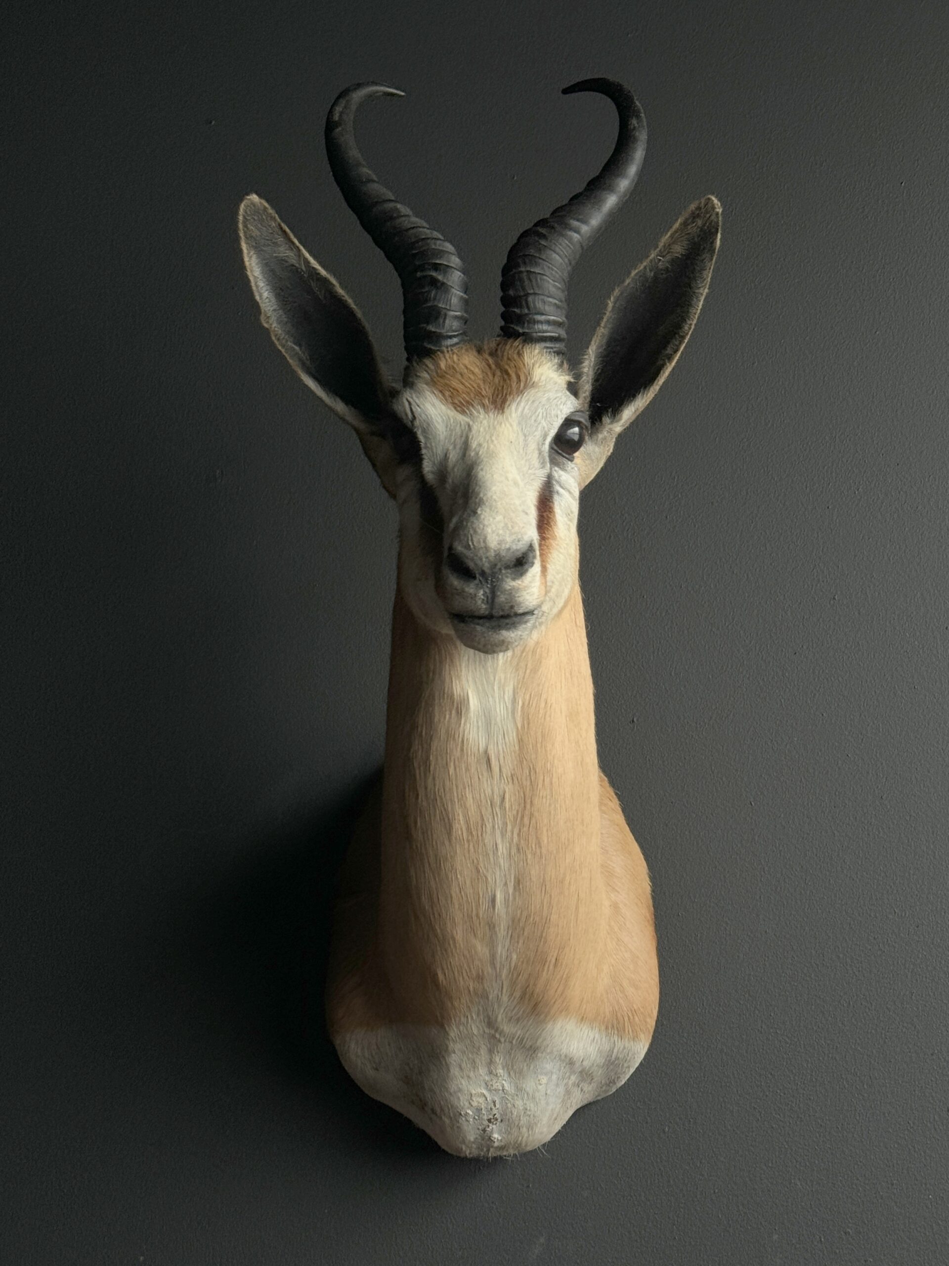 Opgezette springbok