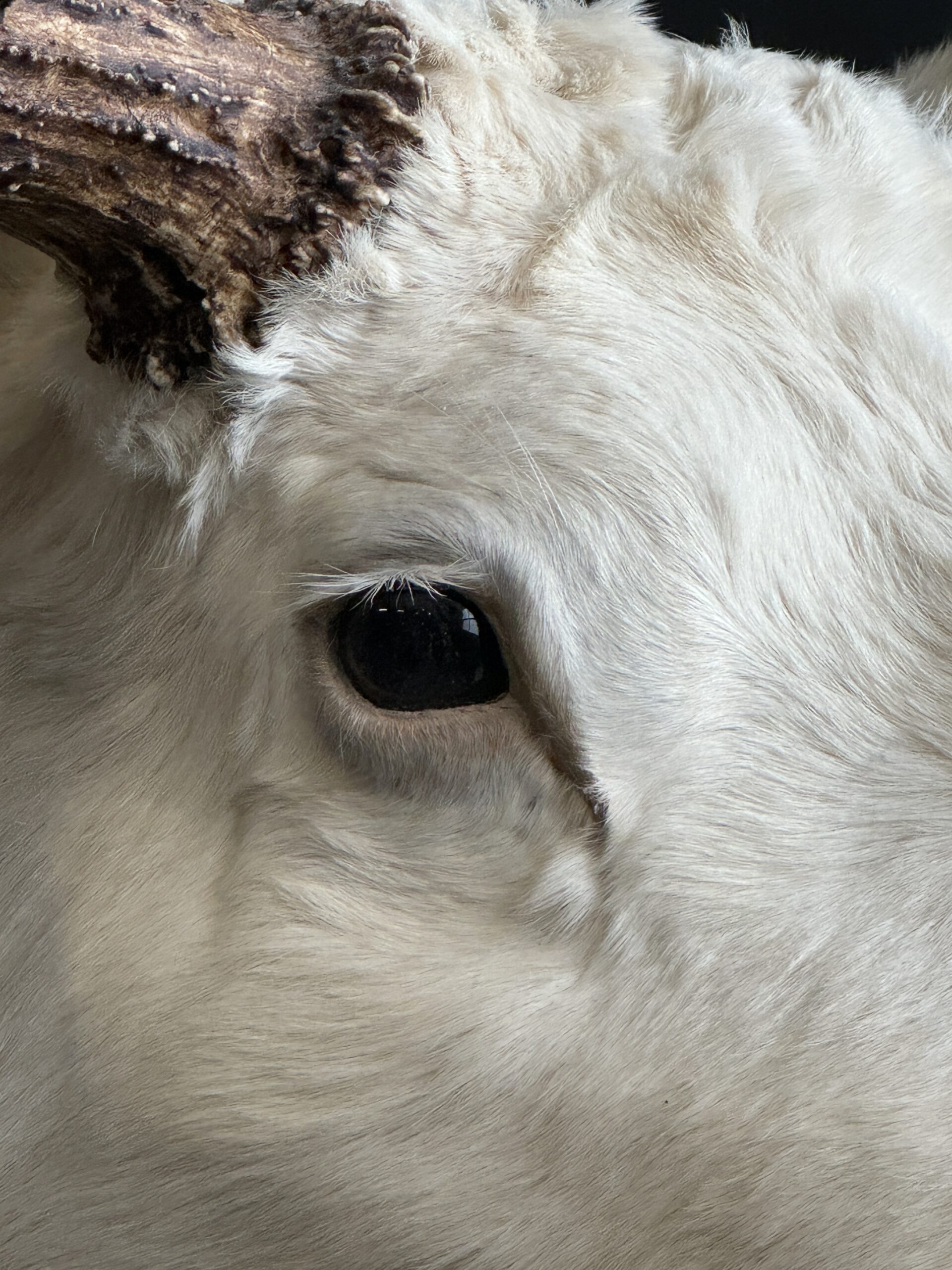 Bijzondere witte eland