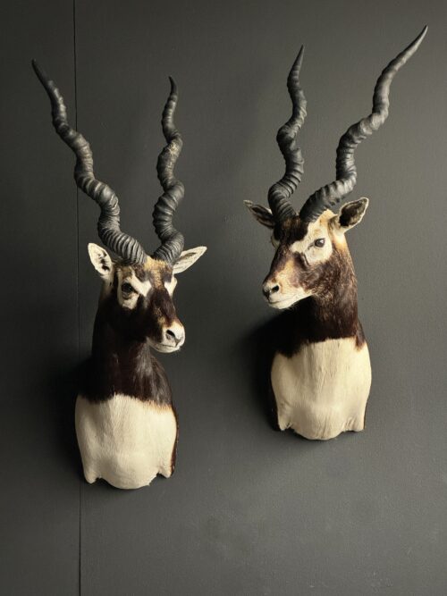 Koppel opgezette blackbucks