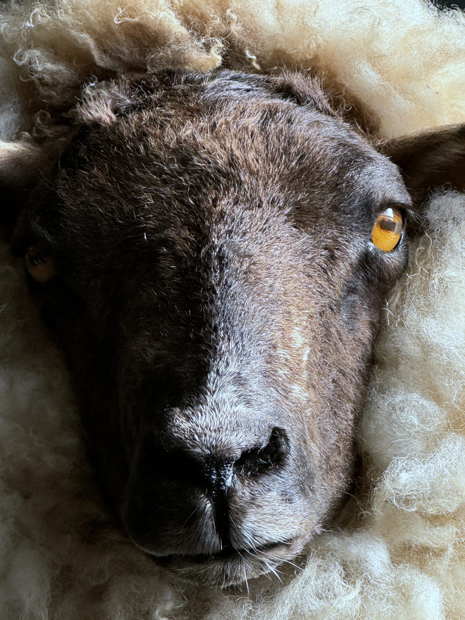 Opgezet schaap (Schoonebeeker heideschaap)