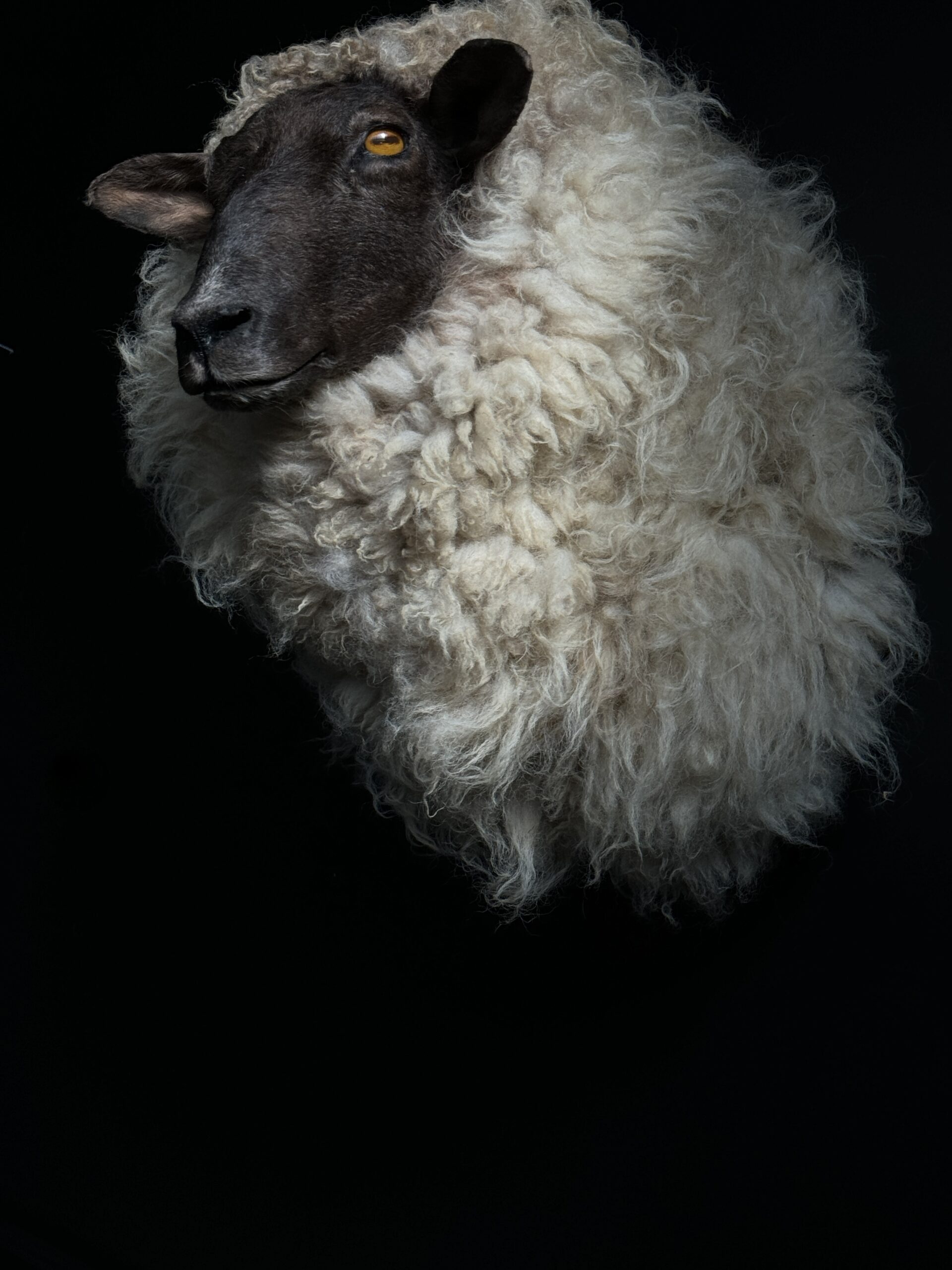 Opgezet schaap (Schoonebeeker heideschaap)