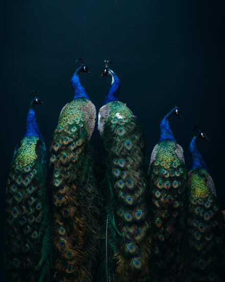 mounted peacocks for sale