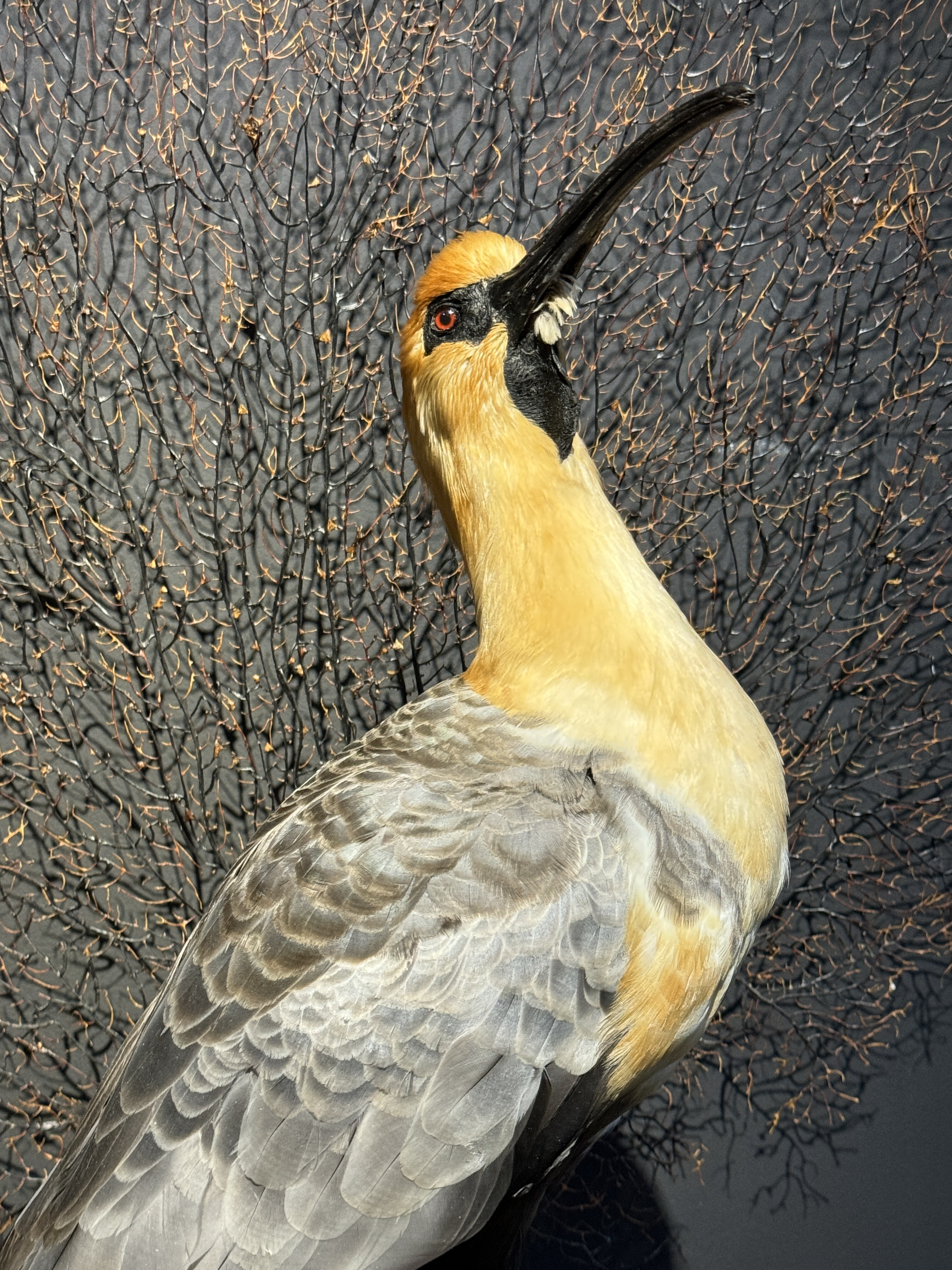 Opgezette zwartmasker ibis