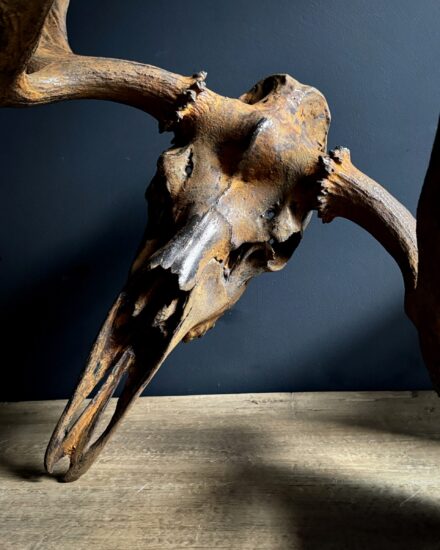 moose skull