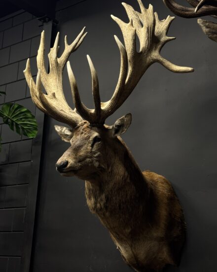 big red stag for sale