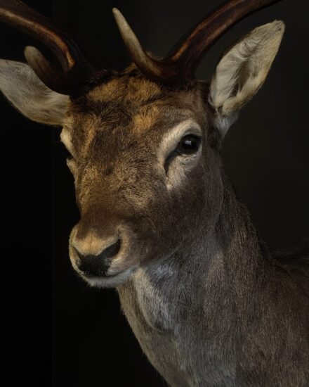 taxidermy deer head