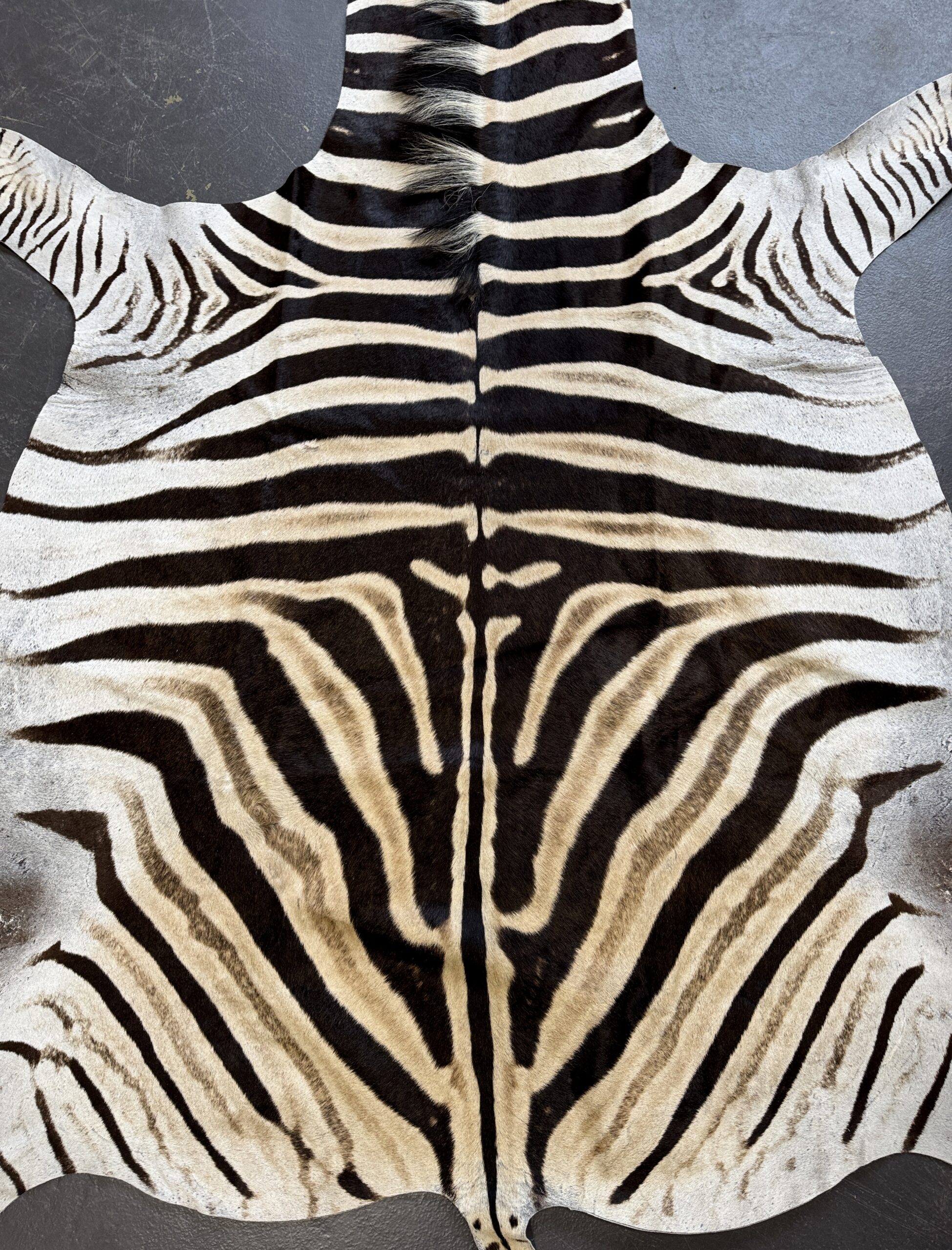 Zebravel