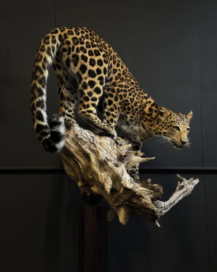 mounted leopard for sale