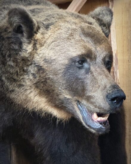 Brown bear taxidermy