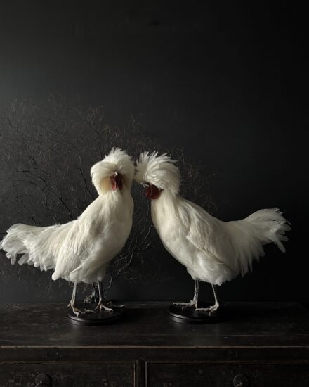 taxidermy chicken