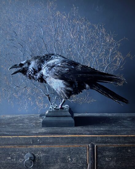 mounted raven for sale